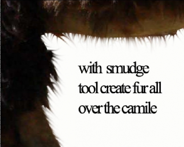 Creation of Parallel Camel Universe: Step 6